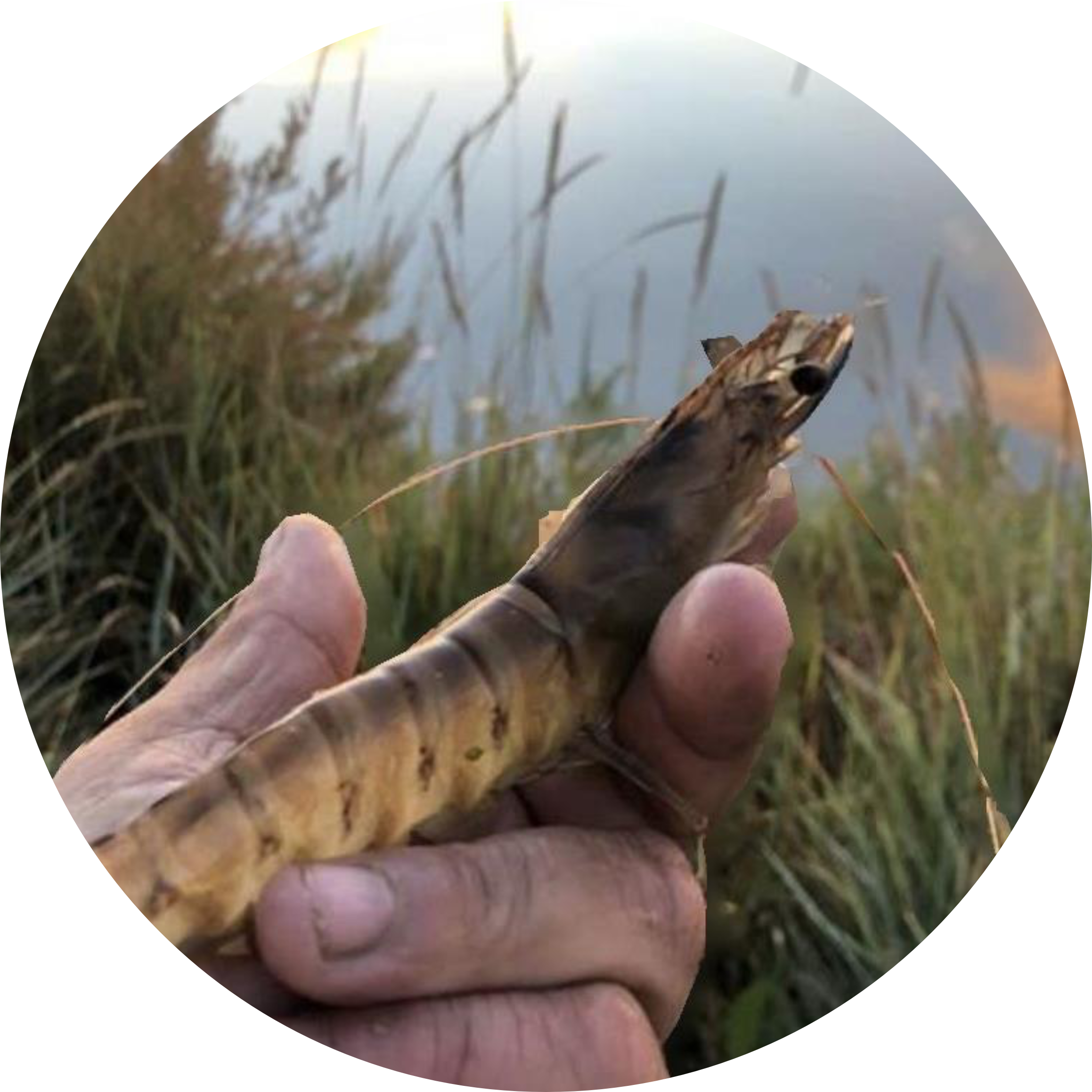 Notre histoire Crevettes impériales